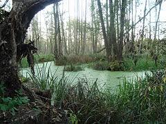 Rezerwat przyrody Olszyny Niezgodzkie